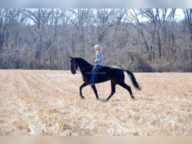 Tennessee walking horse Caballo castrado 3 años 152 cm Negro in Park Hills, MO