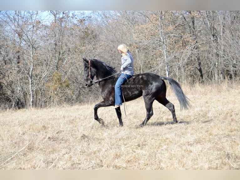 Tennessee walking horse Caballo castrado 3 años 152 cm Negro in Park Hills, MO