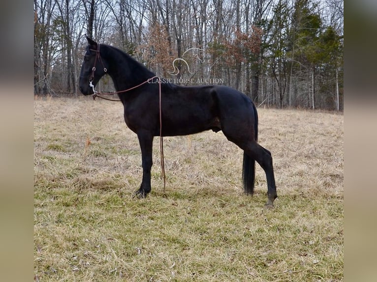 Tennessee walking horse Caballo castrado 3 años 152 cm Negro in Park Hills, MO