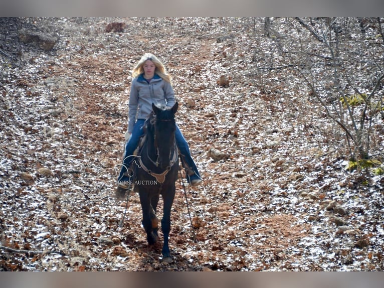 Tennessee walking horse Caballo castrado 3 años 152 cm Negro in Park Hills, MO