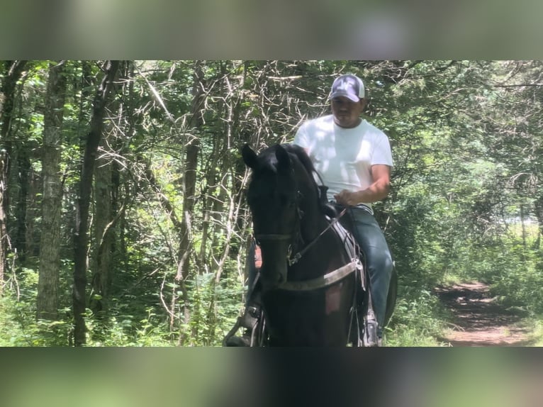 Tennessee walking horse Caballo castrado 3 años 152 cm Negro in Lewisburg, TN