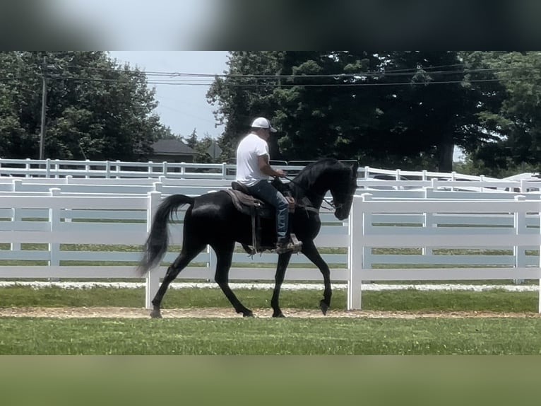 Tennessee walking horse Caballo castrado 3 años 152 cm Negro in Lewisburg, TN