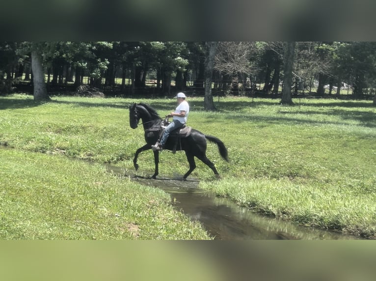 Tennessee walking horse Caballo castrado 3 años 152 cm Negro in Lewisburg, TN