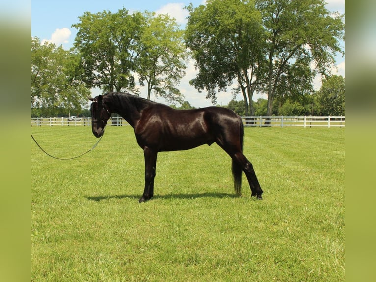 Tennessee walking horse Caballo castrado 3 años 152 cm Negro in Lewisburg, TN