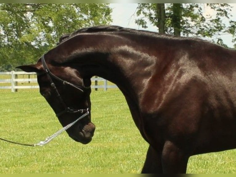 Tennessee walking horse Caballo castrado 3 años 152 cm Negro in Lewisburg, TN