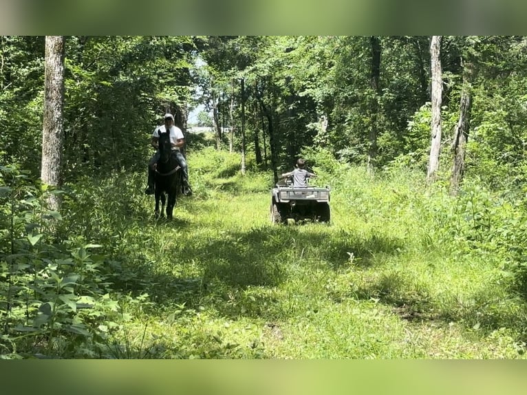 Tennessee walking horse Caballo castrado 3 años 152 cm Negro in Lewisburg, TN