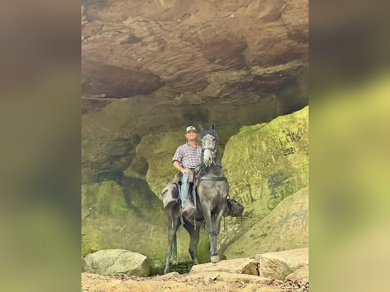 Tennessee walking horse Caballo castrado 3 años 152 cm Ruano azulado in Lewisburg, TN