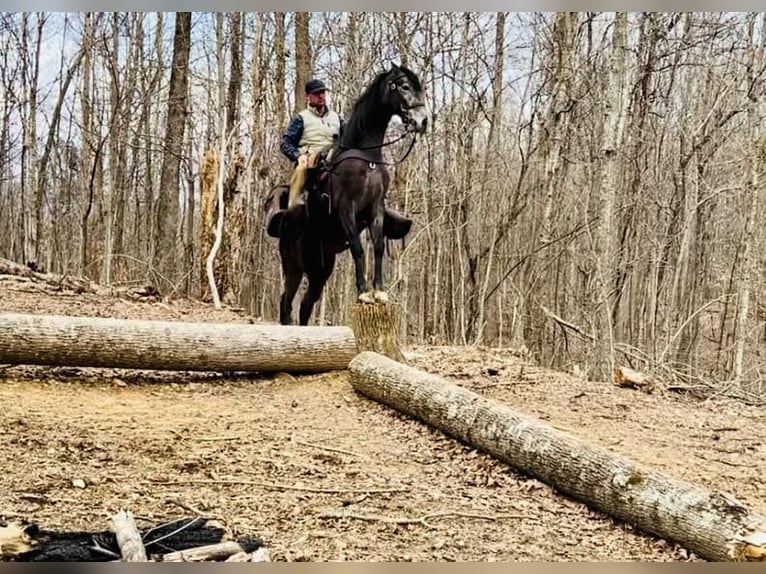 Tennessee walking horse Caballo castrado 3 años 152 cm Ruano azulado in Lewisburg, TN