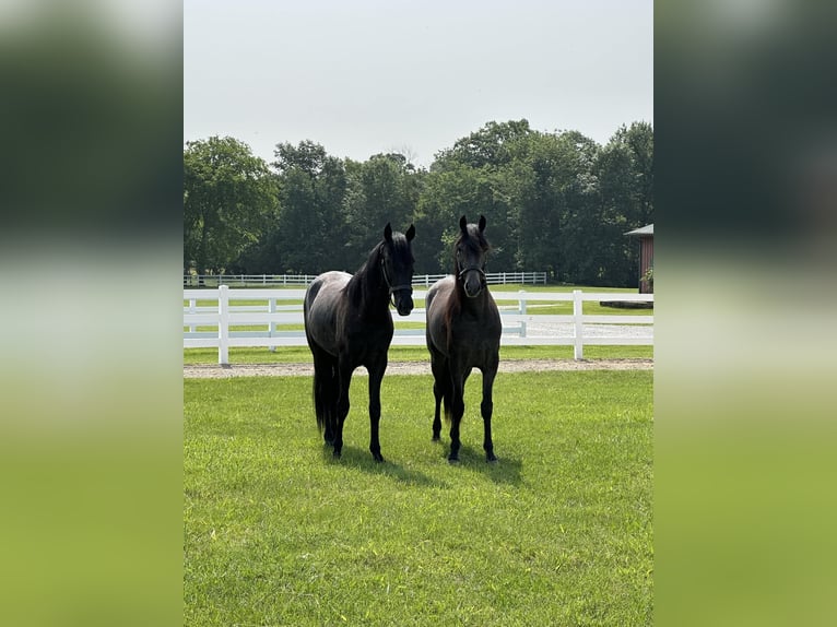 Tennessee walking horse Caballo castrado 3 años 152 cm Ruano azulado in Lewisburg, TN