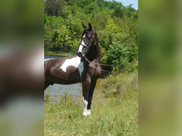 Tennessee walking horse Caballo castrado 3 años 152 cm Tobiano-todas las-capas in Hustonville, KY