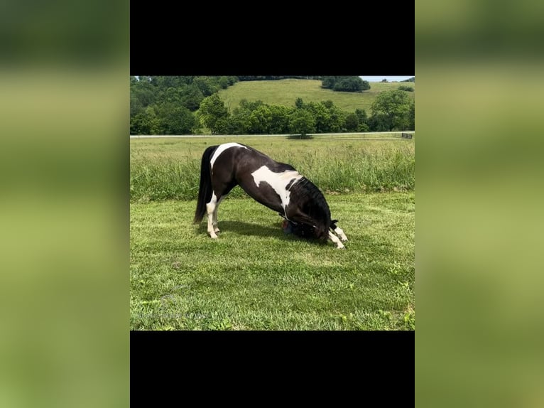 Tennessee walking horse Caballo castrado 3 años 152 cm Tobiano-todas las-capas in Hustonville, KY