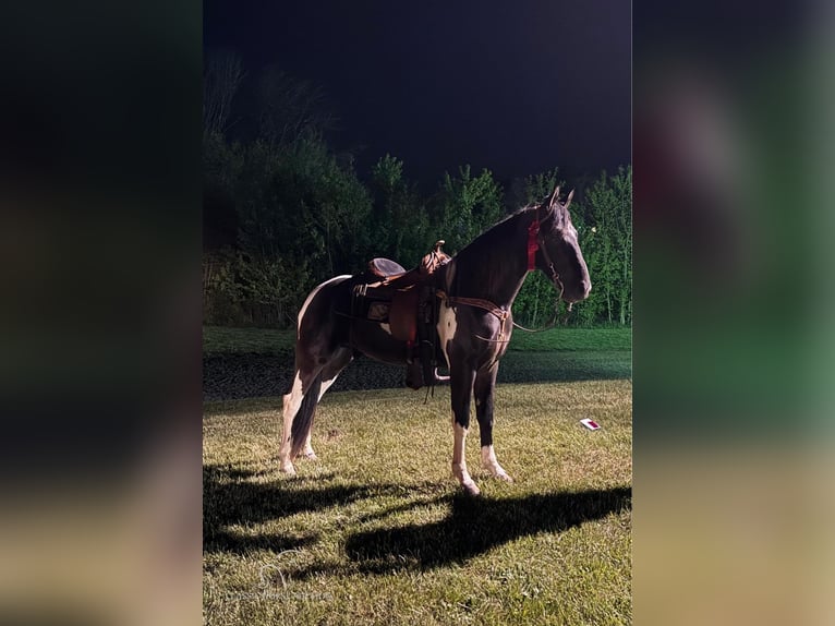 Tennessee walking horse Caballo castrado 3 años 152 cm Tobiano-todas las-capas in Hustonville, KY