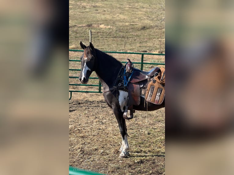 Tennessee walking horse Caballo castrado 3 años 152 cm Tobiano-todas las-capas in Hustonville, KY