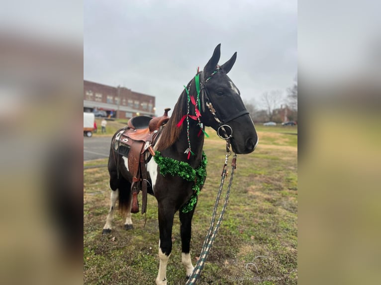 Tennessee walking horse Caballo castrado 3 años 152 cm Tobiano-todas las-capas in Hustonville, KY