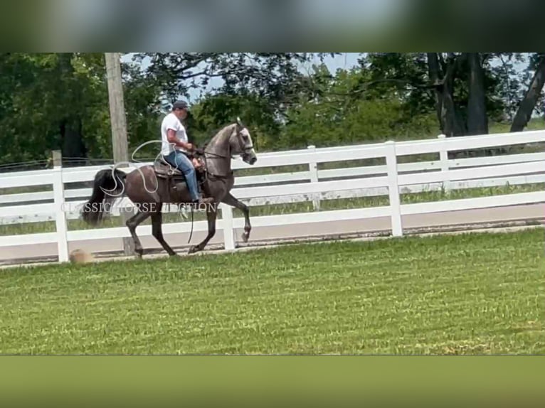 Tennessee walking horse Caballo castrado 3 años 152 cm Tordo in Lewisburg
