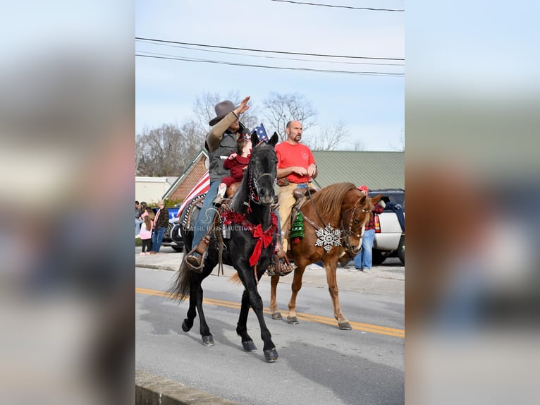 Tennessee walking horse Caballo castrado 3 años 152 cm Tordo in Hustonville, KY