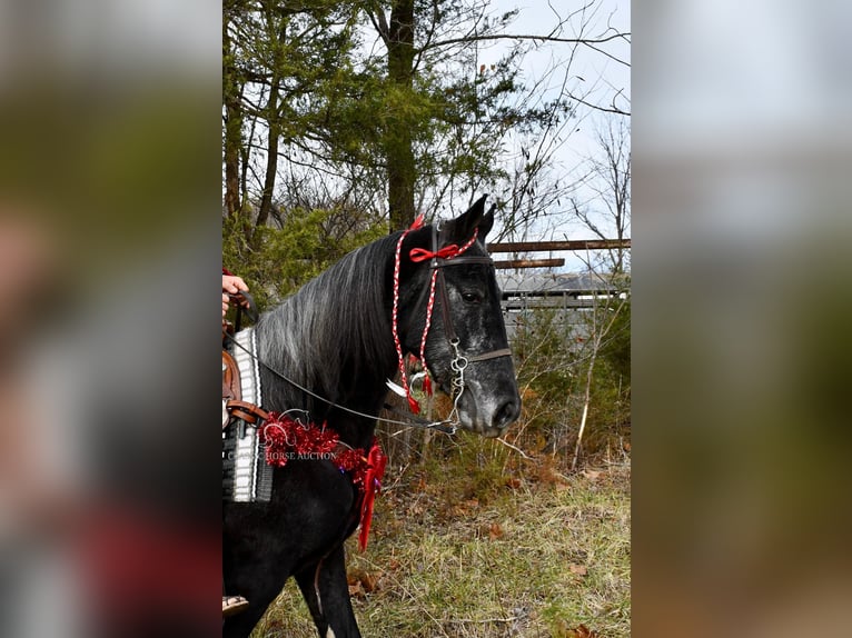 Tennessee walking horse Caballo castrado 3 años 152 cm Tordo in Hustonville, KY