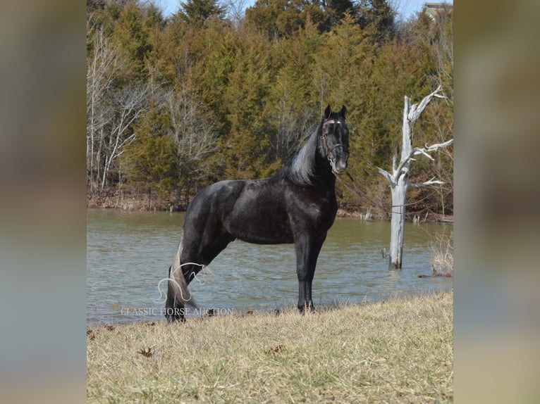 Tennessee walking horse Caballo castrado 3 años 152 cm Tordo in Hustonville, KY