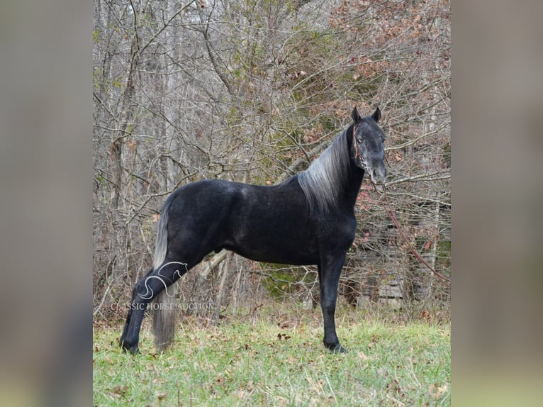 Tennessee walking horse Caballo castrado 3 años 152 cm Tordo in Hustonville, KY