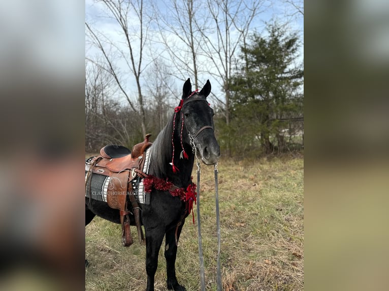 Tennessee walking horse Caballo castrado 3 años 152 cm Tordo in Hustonville, KY