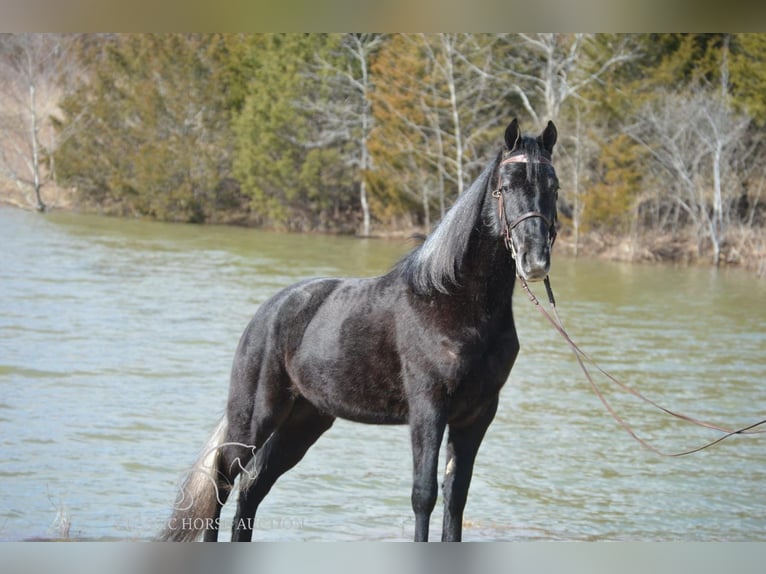 Tennessee walking horse Caballo castrado 3 años 152 cm Tordo in Hustonville, KY