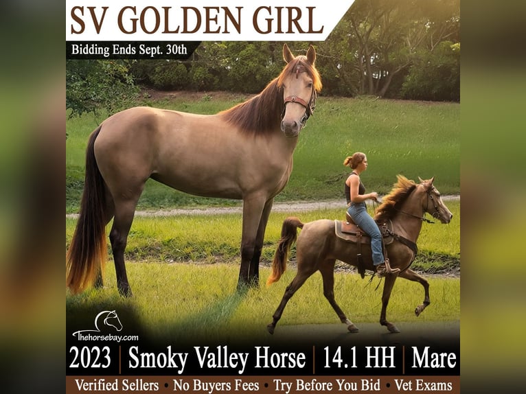 Tennessee walking horse Caballo castrado 3 años 157 cm Champán in Olive Hill, KY