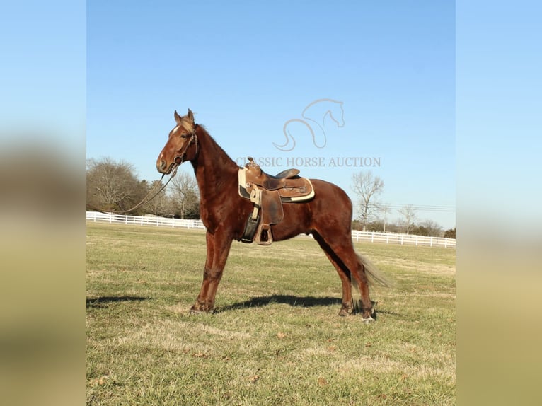 Tennessee walking horse Caballo castrado 3 años 163 cm Alazán rojizo in Lewisburg, TN