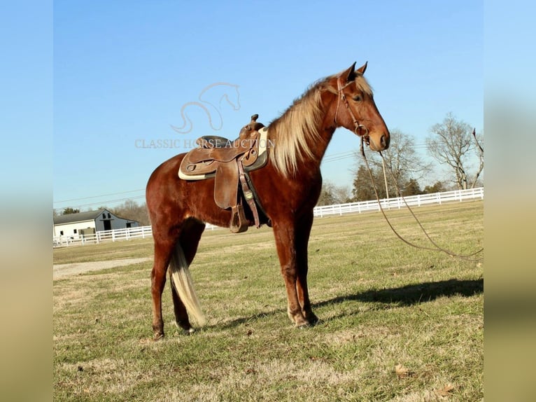 Tennessee walking horse Caballo castrado 3 años 163 cm Alazán rojizo in Lewisburg, TN