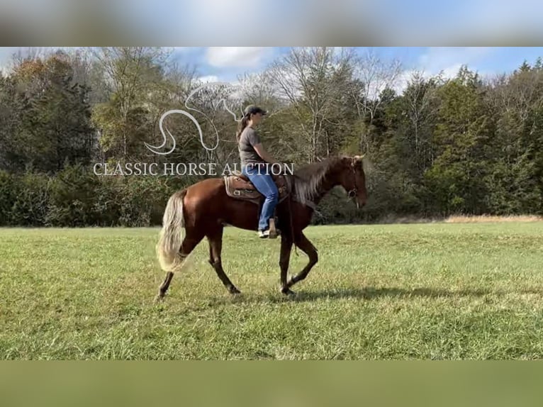 Tennessee walking horse Caballo castrado 3 años 163 cm Alazán rojizo in Lewisburg, TN