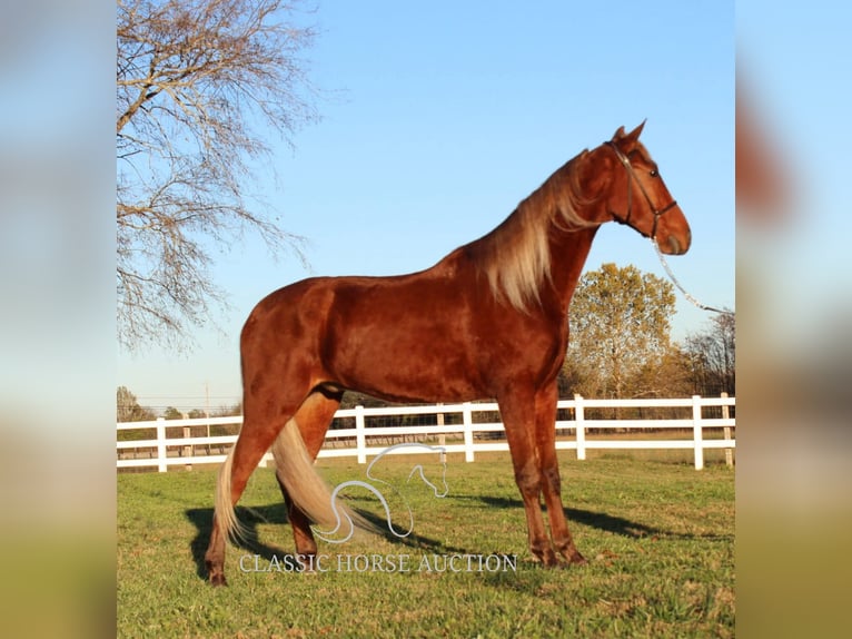 Tennessee walking horse Caballo castrado 3 años 163 cm Alazán rojizo in Lewisburg, TN