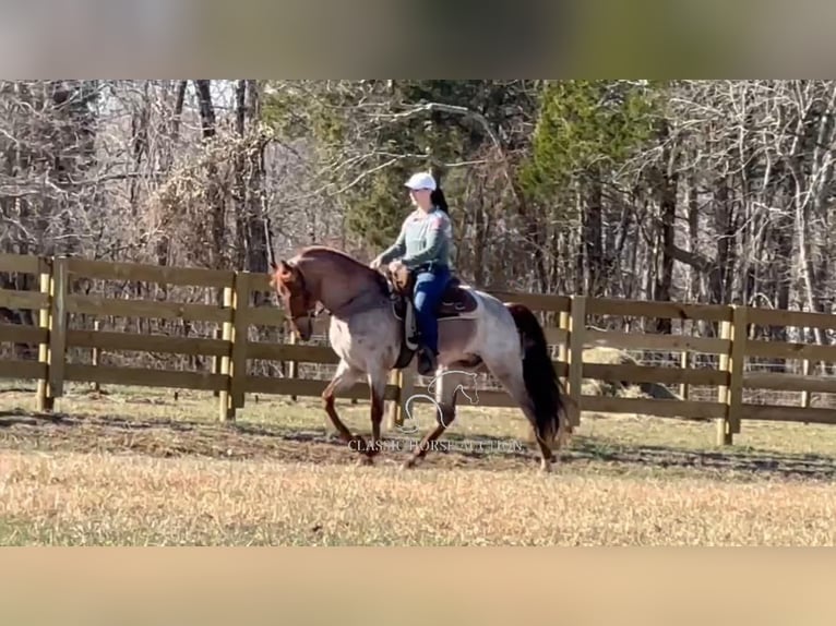 Tennessee walking horse Caballo castrado 3 años 163 cm Ruano alazán in Lewisburg, TN