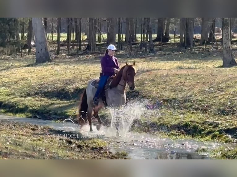 Tennessee walking horse Caballo castrado 3 años 163 cm Ruano alazán in Lewisburg, TN