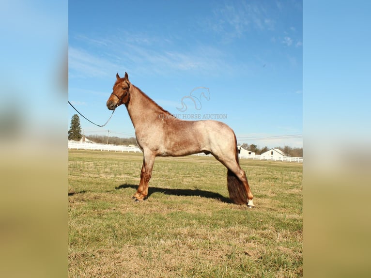 Tennessee walking horse Caballo castrado 3 años 163 cm Ruano alazán in Lewisburg, TN