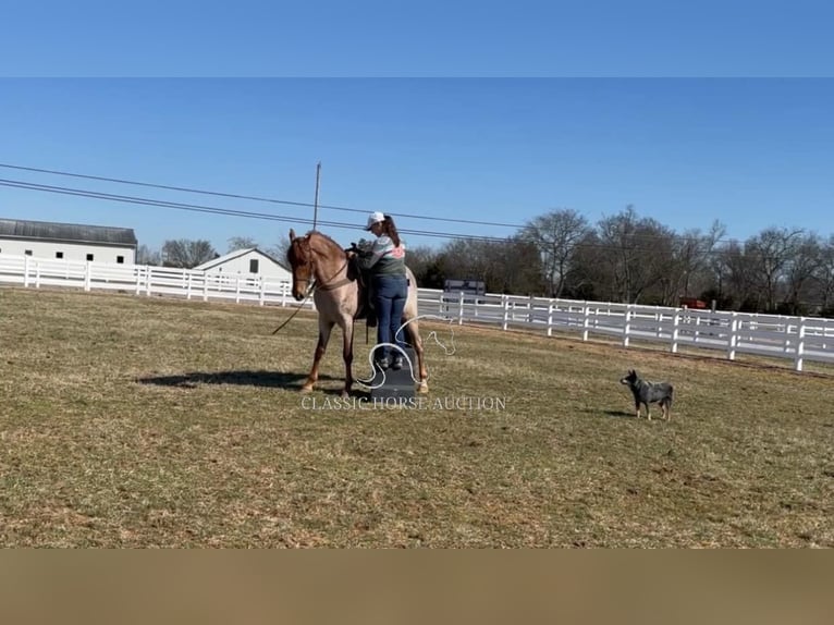 Tennessee walking horse Caballo castrado 3 años 163 cm Ruano alazán in Lewisburg, TN