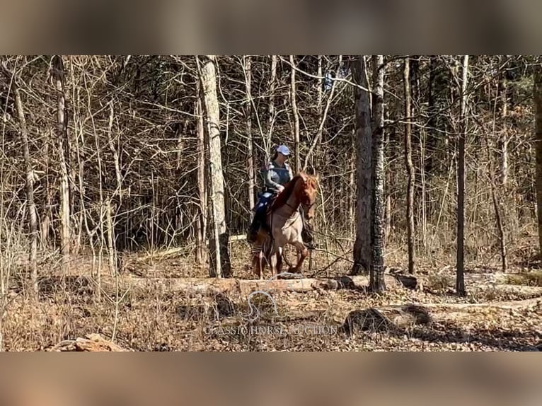 Tennessee walking horse Caballo castrado 3 años 163 cm Ruano alazán in Lewisburg, TN