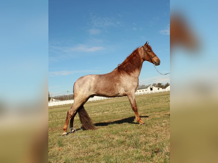 Tennessee walking horse Caballo castrado 3 años 163 cm Ruano alazán in Lewisburg, TN