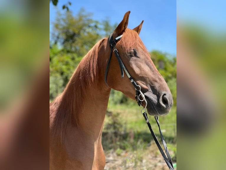 Tennessee walking horse Caballo castrado 4 años 142 cm Alazán rojizo in Sneedville, TN