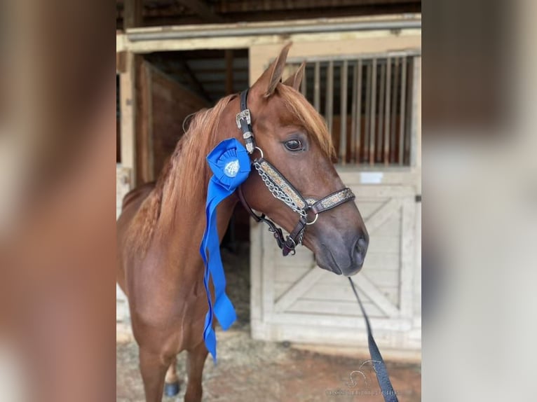 Tennessee walking horse Caballo castrado 4 años 142 cm Alazán rojizo in Sneedville, TN