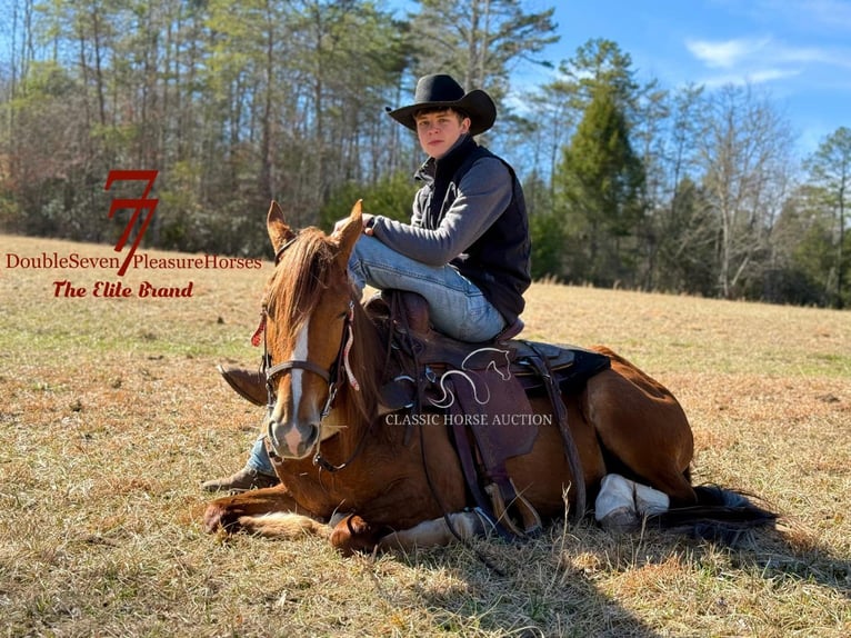 Tennessee walking horse Caballo castrado 4 años 142 cm Alazán rojizo in Parkers Lake, KY