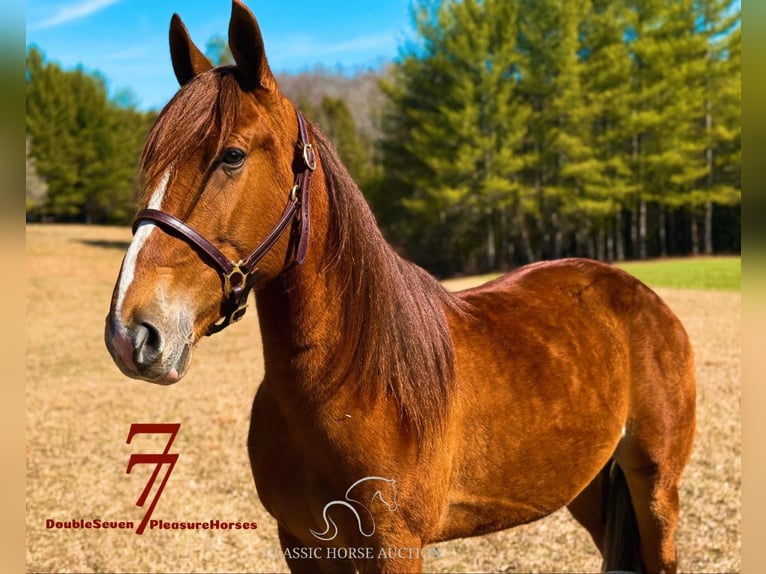 Tennessee walking horse Caballo castrado 4 años 142 cm Alazán rojizo in Parkers Lake, KY