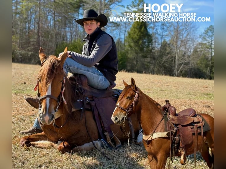 Tennessee walking horse Caballo castrado 4 años 142 cm Alazán rojizo in Parkers Lake, KY