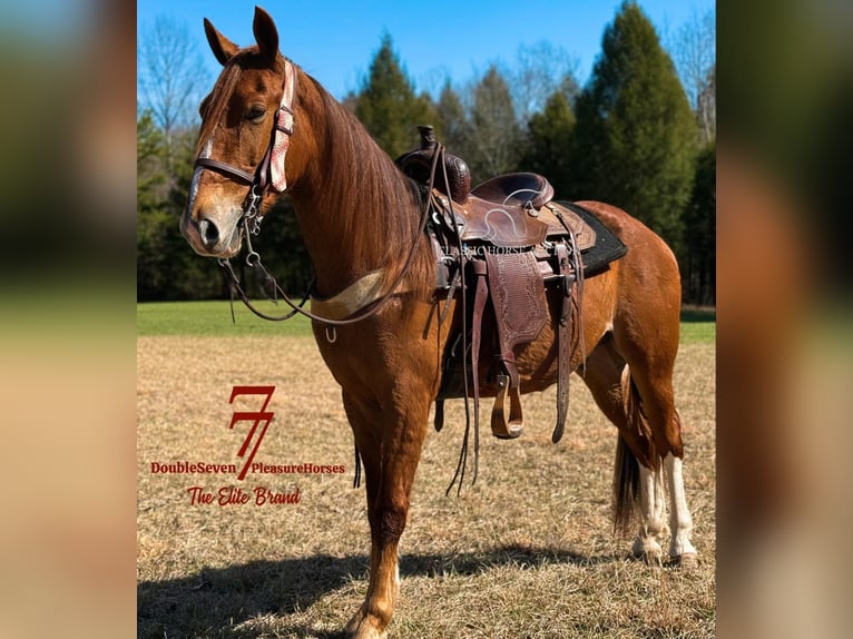 Tennessee walking horse Caballo castrado 4 años 142 cm Alazán rojizo in Parkers Lake, KY