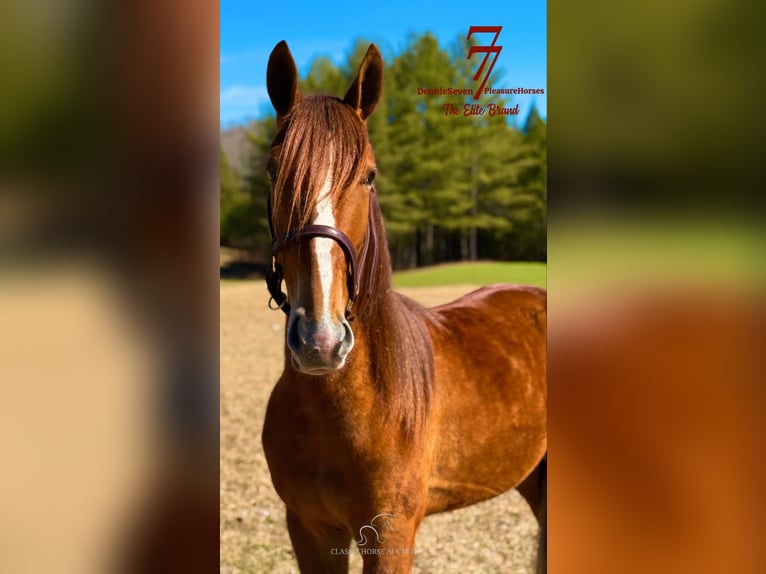 Tennessee walking horse Caballo castrado 4 años 142 cm Alazán rojizo in Parkers Lake, KY