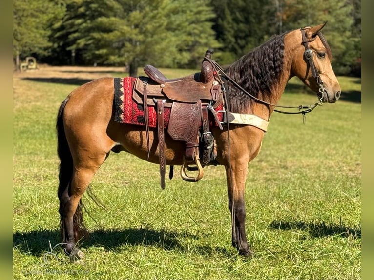 Tennessee walking horse Caballo castrado 4 años 142 cm Buckskin/Bayo in Parkers Lake, KY