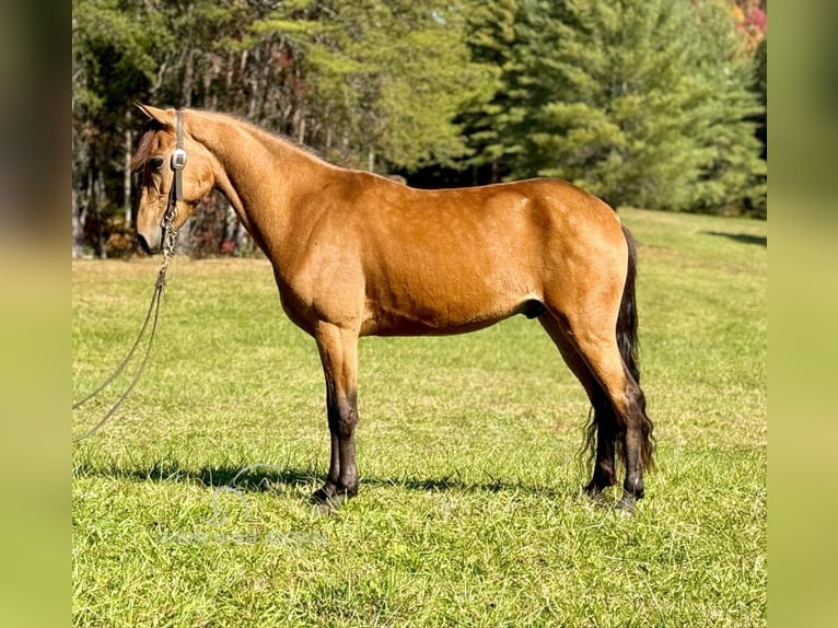 Tennessee walking horse Caballo castrado 4 años 142 cm Buckskin/Bayo in Parkers Lake, KY