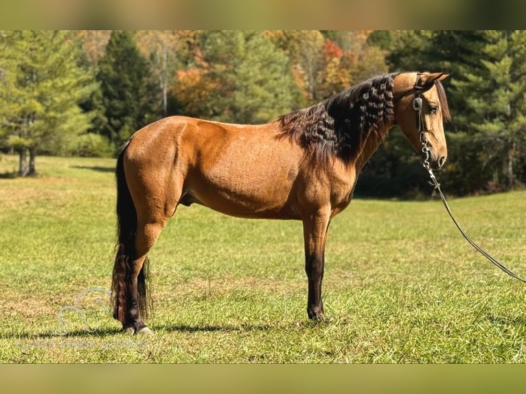 Tennessee walking horse Caballo castrado 4 años 142 cm Buckskin/Bayo in Parkers Lake, KY