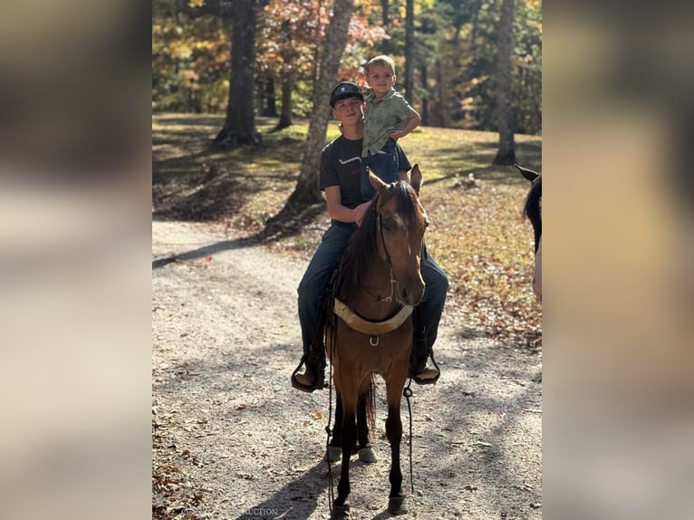 Tennessee walking horse Caballo castrado 4 años 142 cm Buckskin/Bayo in Parkers Lake, KY