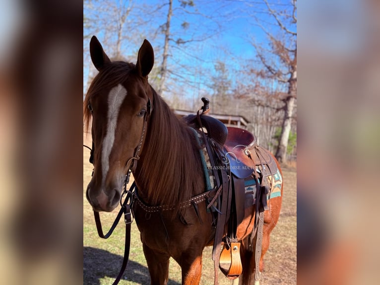 Tennessee walking horse Caballo castrado 4 años 142 cm in Parkers Lake, KY