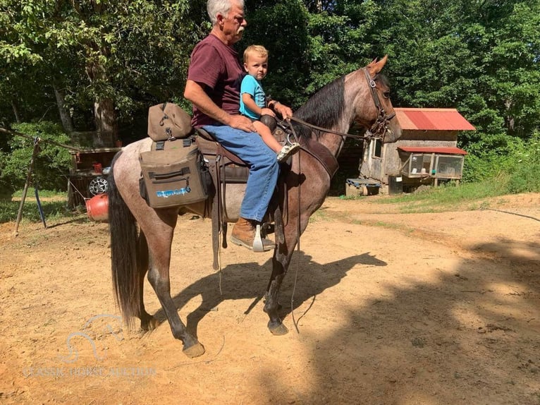 Tennessee walking horse Caballo castrado 4 años 142 cm Castaño rojizo in Whitley City, KY