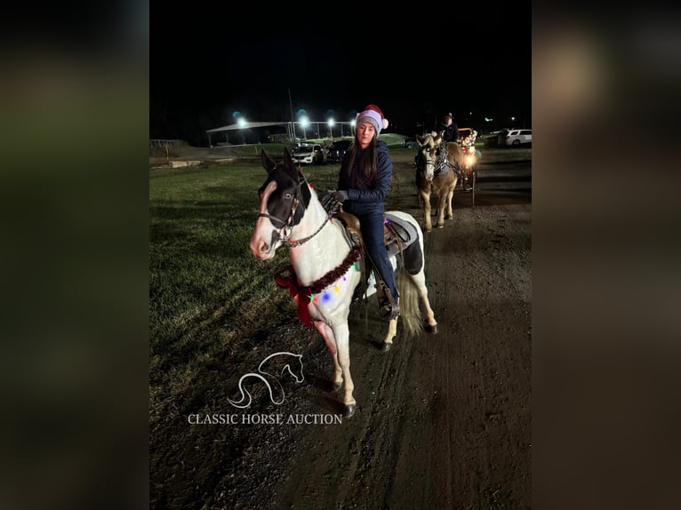 Tennessee walking horse Caballo castrado 4 años 142 cm Tobiano-todas las-capas in Lawrenceburg